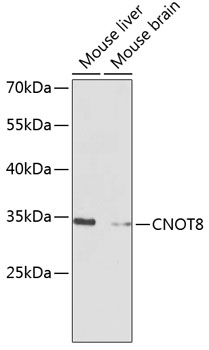 Western blot - CNOT8 Polyclonal Antibody 