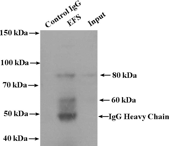 IP Result of anti-EFS (IP:Catalog No:110211, 4ug; Detection:Catalog No:110211 1:300) with mouse thymus tissue lysate 3200ug.