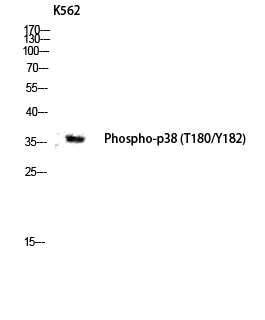 Western blot analysis of K562 lysis using Phospho-p38 (T180/Y182) antibody.
