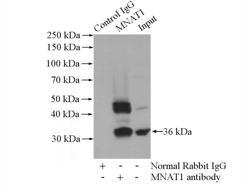 IP Result of anti-MNAT1 (IP:Catalog No:112713, 4ug; Detection:Catalog No:112713 1:500) with HeLa cells lysate 1200ug.