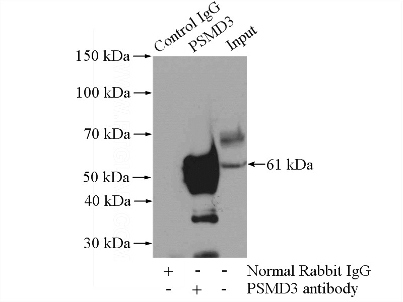 IP Result of anti-PSMD3 (IP:Catalog No:114399, 4ug; Detection:Catalog No:114399 1:500) with mouse kidney tissue lysate 4000ug.