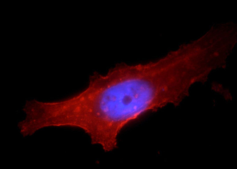 Immunofluorescent analysis of HepG2 cells, using SLC3A2 antibody Catalog No:109087 at 1:25 dilution and Rhodamine-labeled goat anti-rabbit IgG (red). Blue pseudocolor = DAPI (fluorescent DNA dye).