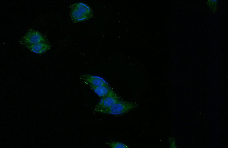 Immunofluorescent analysis of HeLa cells using Catalog No:107253(ENTPD1 Antibody) at dilution of 1:50 and Alexa Fluor 488-congugated AffiniPure Goat Anti-Mouse IgG(H+L)