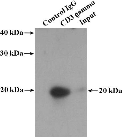 IP Result of anti-CD3G (IP:Catalog No:109021, 4ug; Detection:Catalog No:109021 1:600) with mouse thymus tissue lysate 2800ug.