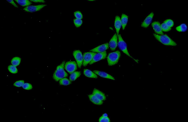 Immunofluorescent analysis of L02 cells using Catalog No:112161(LBP Antibody) at dilution of 1:50 and Alexa Fluor 488-congugated AffiniPure Goat Anti-Rabbit IgG(H+L)