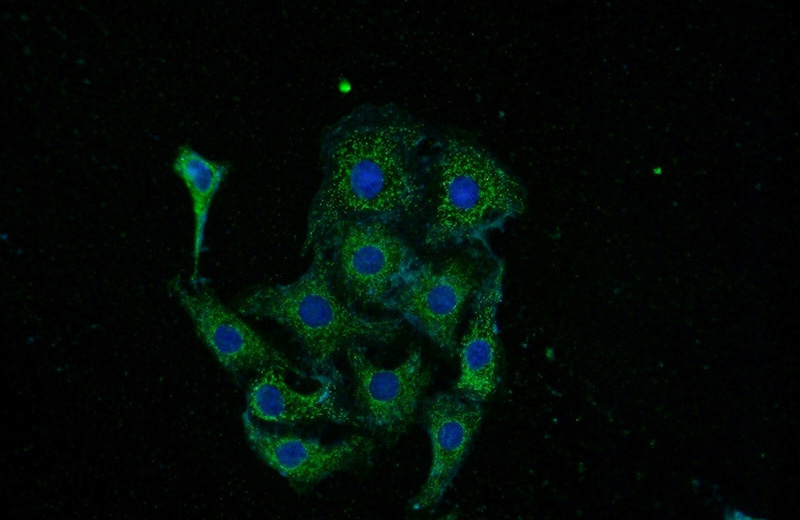 Immunofluorescent analysis of SH-SY5Y cells using Catalog No:113905(EGFLAM Antibody) at dilution of 1:50 and Alexa Fluor 488-congugated AffiniPure Goat Anti-Rabbit IgG(H+L)