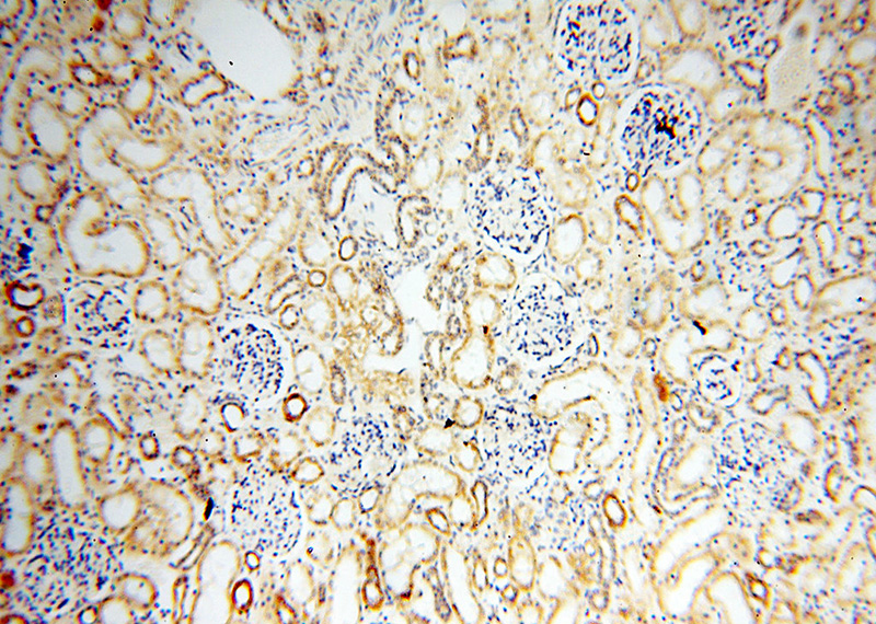 Immunohistochemical of paraffin-embedded human kidney using Catalog No:110165(MAPRE1 antibody) at dilution of 1:100 (under 10x lens)