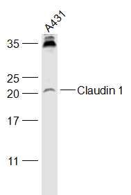 Fig5: Sample:; A431(Human) Cell Lysate at 30 ug; Primary: Anti-Claudin 1 at 1/1000 dilution; Secondary: IRDye800CW Goat Anti-Rabbit IgG at 1/20000 dilution; Predicted band size: 23 kD; Observed band size: 23 kD