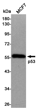Western blot detection of p53 in MCF7 cell lysates using p53 mouse mAb (1:3000 diluted).Predicted band size:44KDa.Observed band size:53KDa.