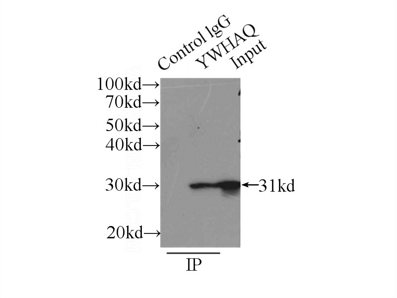IP Result of anti-14-3-3 (IP:Catalog No:107658, 5ug; Detection:Catalog No:107658 1:500) with mouse lung tissue lysate 4000ug.