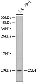 Western blot - CCL4 Polyclonal Antibody 