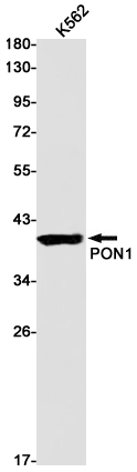 Western blot detection of PON1 in K562 cell lysates using PON1 Rabbit pAb(1:1000 diluted).Predicted band size:40kDa.Observed band size:40kDa.