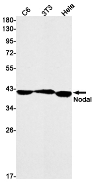 Western blot detection of Nodal in C6,3T3,Hela cell lysates using Nodal Rabbit mAb(1:1000 diluted).Predicted band size:40kDa.Observed band size:40kDa.