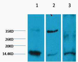 Western blot analysis of 1) Hela, 2) Rat Heart Tissue, 3) Raw264.7, diluted at 1:2000. cells nucleus extracted by Minute TM Cytoplasmic and Nuclear Fractionation kit (SC-003,Inventbiotech,MN,USA).