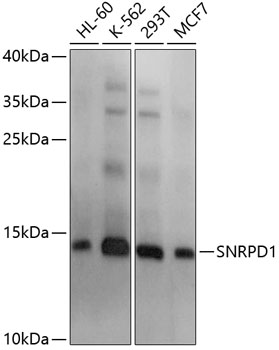 Western blot - SNRPD1 Polyclonal Antibody 