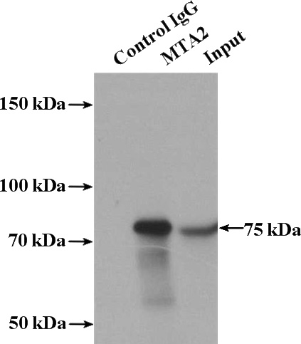IP Result of anti-MTA2 (IP:Catalog No:112763, 4ug; Detection:Catalog No:112763 1:500) with mouse thymus tissue lysate 2800ug.