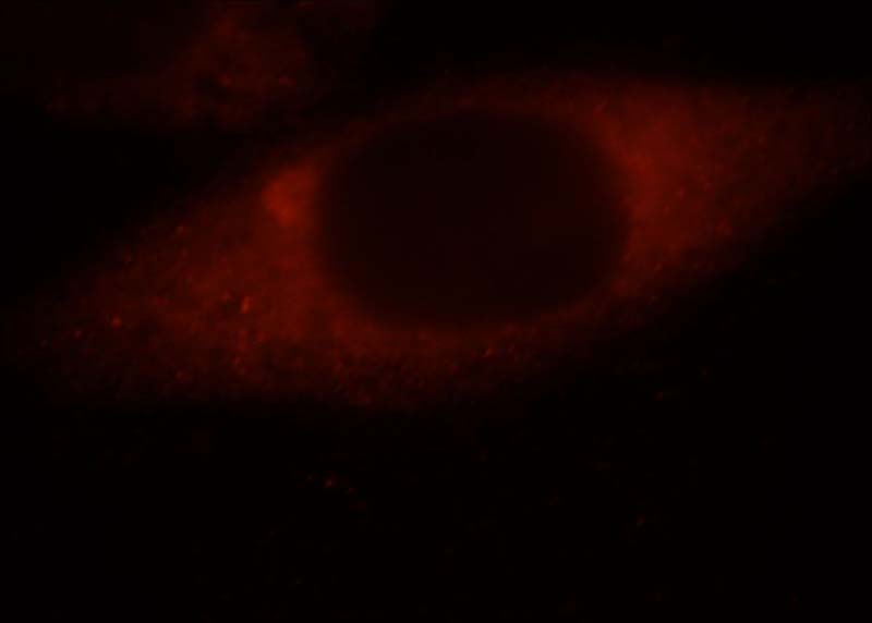 Immunofluorescent analysis of HepG2 cells, using FAM129A antibody Catalog No:110470 at 1:25 dilution and Rhodamine-labeled goat anti-rabbit IgG (red).