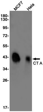 Western blot detection of CT A in MCF7,Hela cell lysates using CT A Rabbit pAb(1:1000 diluted).Predicted band size:42KDa.Observed band size:42KDa.
