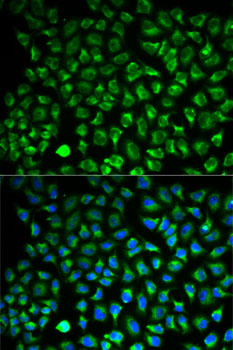 Immunofluorescence - MAOA Polyclonal Antibody 