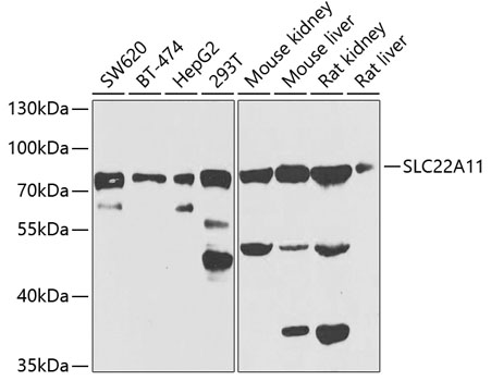 Western blot - SLC22A11 Polyclonal Antibody 