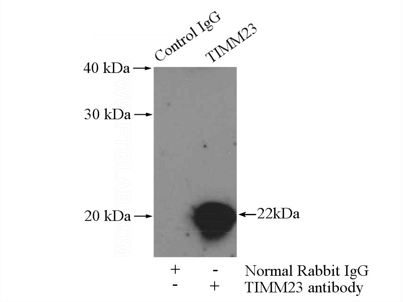 IP Result of anti-Tim23 (IP:Catalog No:116127, 4ug; Detection:Catalog No:116127 1:1000) with mouse heart tissue lysate 3200ug.