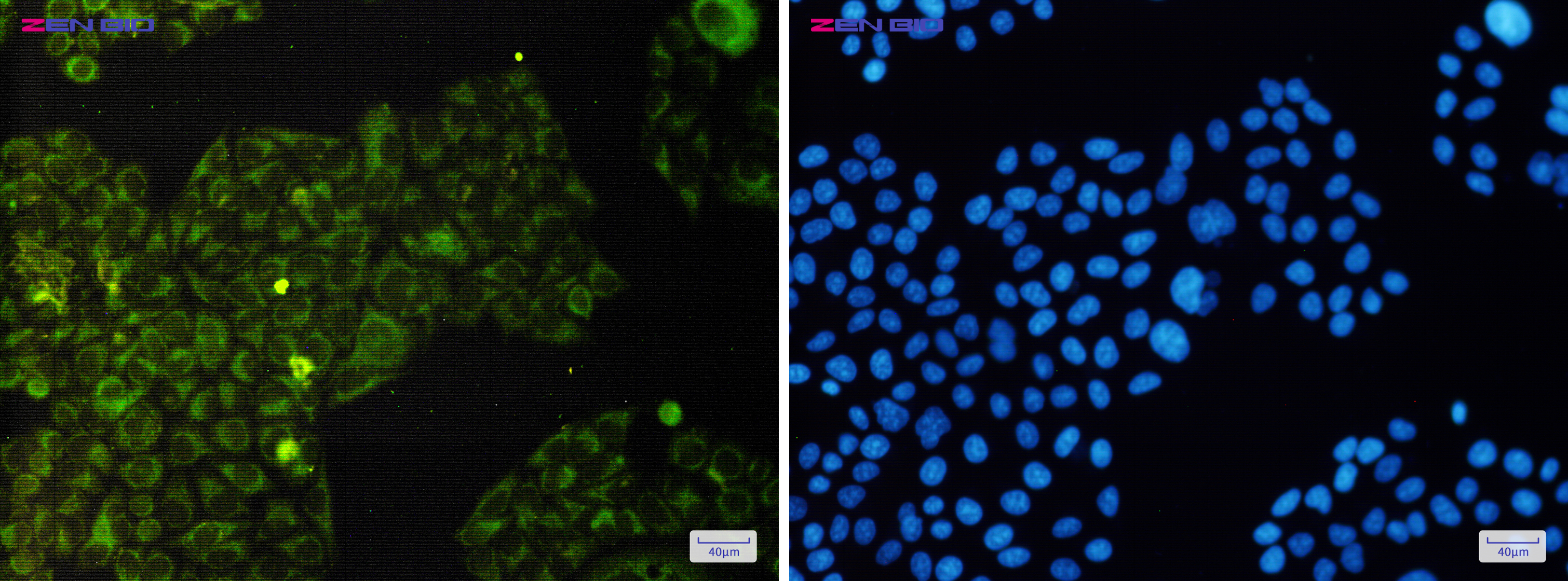 Immunocytochemistry of eIF4E (Phospho-Ser209)(green) in Hela cells using eIF4E (Phospho-Ser209) Rabbit pAb at dilution 1/50, and DAPI(blue)