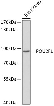 Western blot - POU2F1 Polyclonal Antibody 