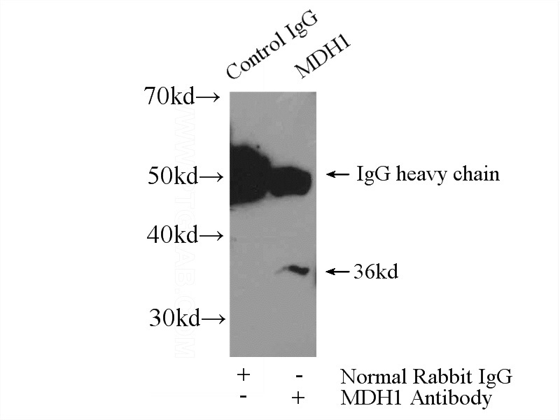 IP Result of anti-MDH1 (IP:Catalog No:112568, 4ug; Detection:Catalog No:112568 1:1000) with mouse liver tissue lysate 6400ug.