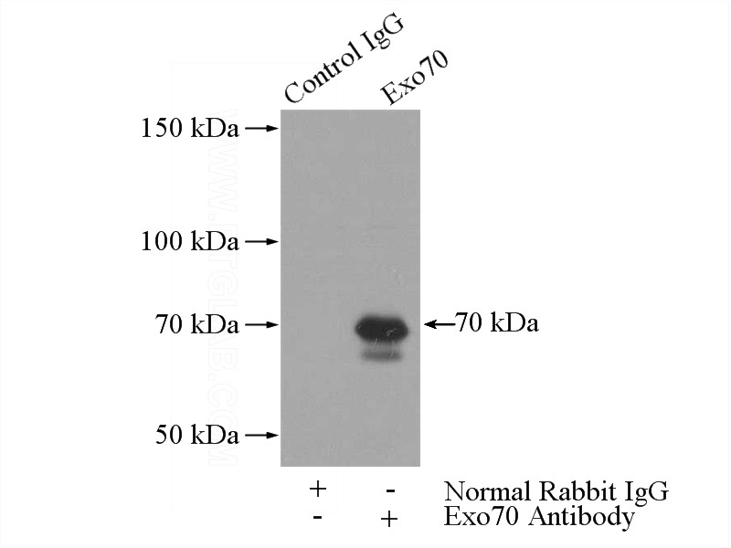 IP Result of anti-EXoc7 (IP:Catalog No:110500, 3ug; Detection:Catalog No:110500 1:600) with mouse brain tissue lysate 2640ug.