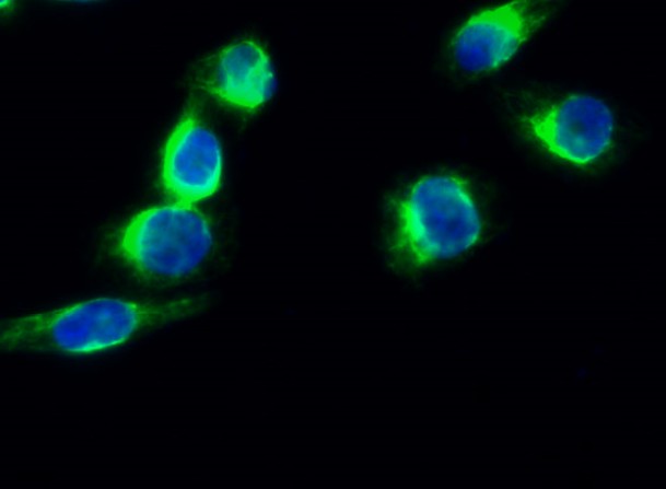 Immunofluorescence analysis of Hela cell. Synapsin I Polyclonal Antibody(green) was diluted at 1:200(4° overnight)