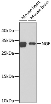 Anti-NGF Rabbit antibody
