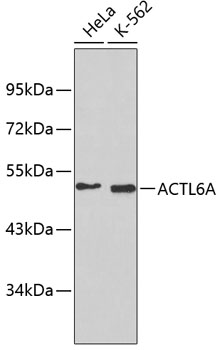 Western blot - ACTL6A Polyclonal Antibody 