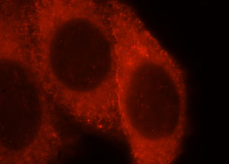 Immunofluorescent analysis of HepG2 cells, using CD33 antibody Catalog No:109028 at 1:25 dilution and Rhodamine-labeled goat anti-rabbit IgG (red).