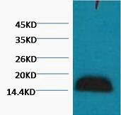 Western blot analysis of Zebrafish skeletal muscle, diluted at 1:2000. cells nucleus extracted by Minute TM Cytoplasmic and Nuclear Fractionation kit (SC-003,Inventbiotech,MN,USA).
