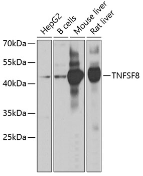 Western blot - TNFSF8 Polyclonal Antibody 