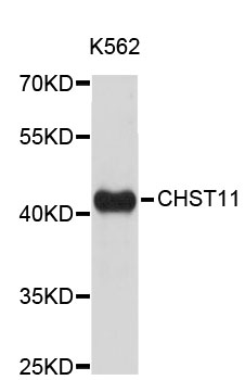 Western blot - CHST11 Polyclonal Antibody 