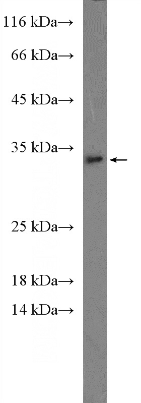 mouse liver tissue were subjected to SDS PAGE followed by western blot with Catalog No:111652(IL1A Antibody) at dilution of 1:600