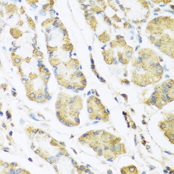 Immunohistochemistry - MLN Polyclonal Antibody 