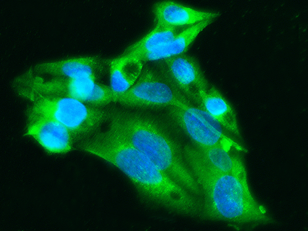 ApoA1 Antibody, Mouse MAb, Immunofluorescence