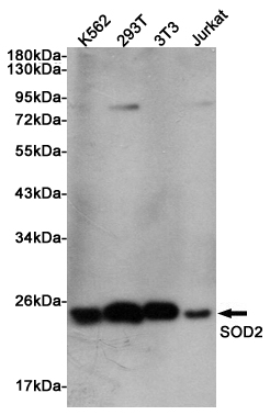 Western blot detection of SOD2 in K562, 293T, 3T3 and Jurkat lysates using SOD2 Rabbit pAb (1:1000 diluted). Predicted band size: 25KDa. Observed band size:22KDa.
