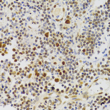 Immunohistochemistry - NASP Polyclonal Antibody 