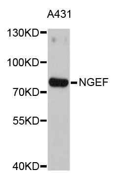 Western blot - NGEF Polyclonal Antibody 