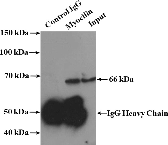 IP Result of anti-MYoc (IP:Catalog No:112989, 4ug; Detection:Catalog No:112989 1:500) with mouse skeletal muscle tissue lysate 4000ug.