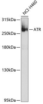 Western blot - ATR Polyclonal Antibody 