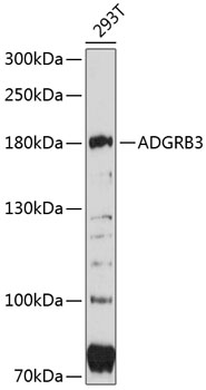 Western blot - ADGRB3 Polyclonal Antibody 