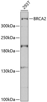 Western blot - BRCA2 Polyclonal Antibody 