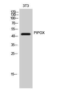 Fig1:; Western Blot analysis of 3T3 cells using PIPOX Polyclonal Antibody