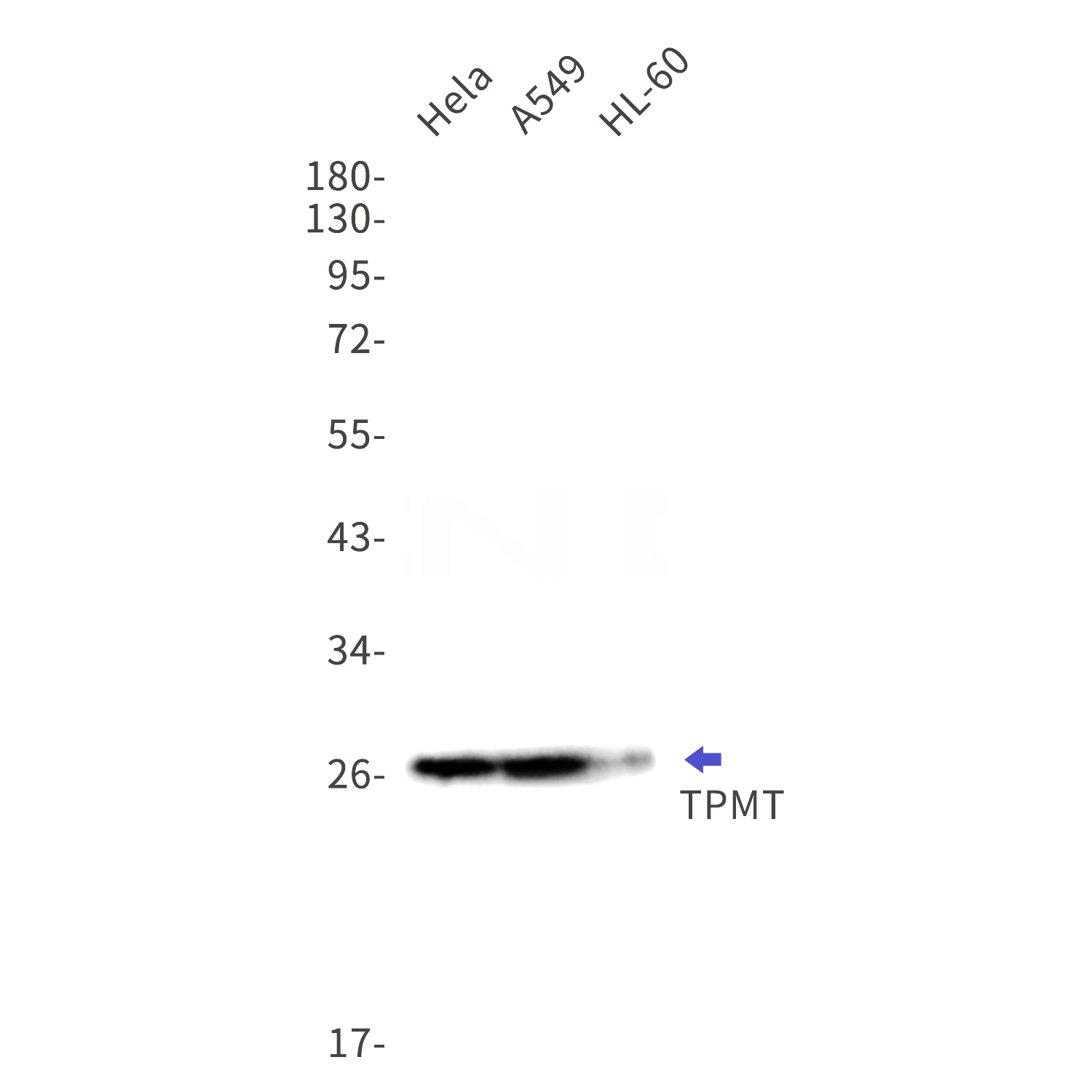 Western blot detection of TPMT in Hela,A549,HL-60 cell lysates using TPMT Rabbit mAb(1:1000 diluted).Predicted band size:28kDa.Observed band size:28kDa.