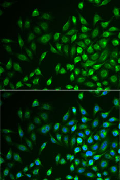 Immunofluorescence - LNX1 Polyclonal Antibody 