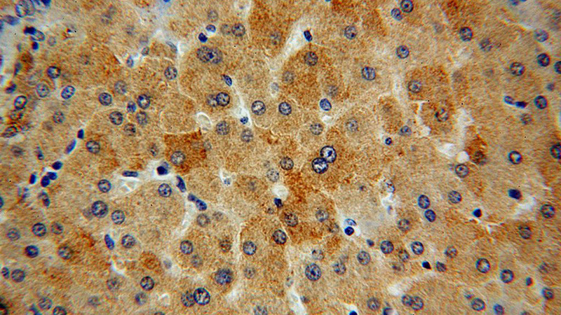 Immunohistochemical of paraffin-embedded human liver using Catalog No:111953(ITM2A antibody) at dilution of 1:50 (under 40x lens)